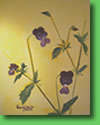 There�s pansies, that�s for thoughts