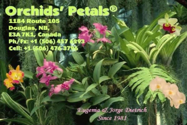 Orchids'Petals - Click on the flag - Pulse en la bandera - Cliquetez sur le drapeau
